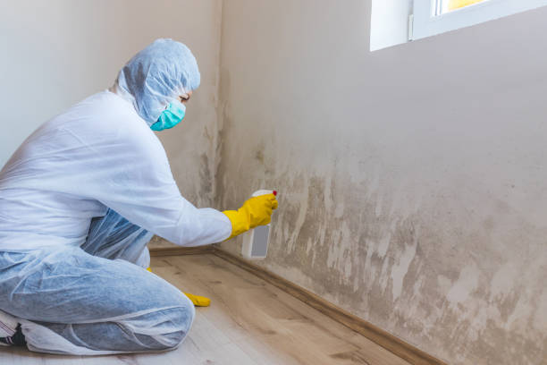 Professional mold removal team in Lilburn